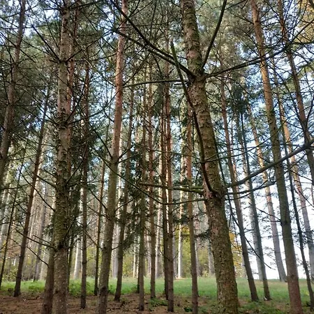Zalesie - Wyjątkowe Nad Jeziorem Zalesie (Olsztyn)