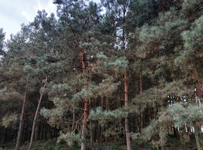 Nad Jeziorem - Zalesie 7d Holiday home