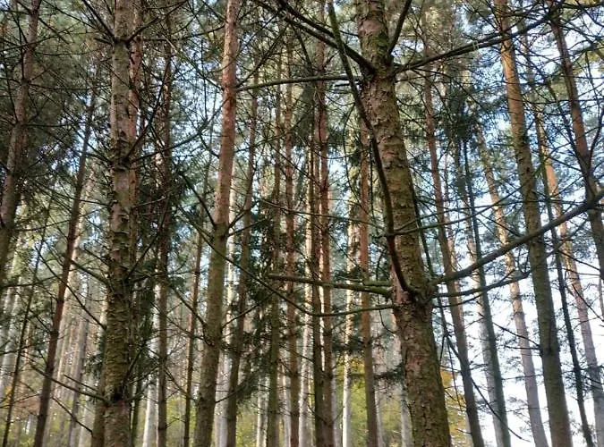 Nad Jeziorem - Zalesie 7d Zalesie (Olsztyn)